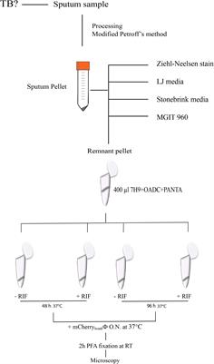 Fluoromycobacteriophages Can Detect Viable Mycobacterium tuberculosis and Determine Phenotypic Rifampicin Resistance in 3–5 Days From Sputum Collection